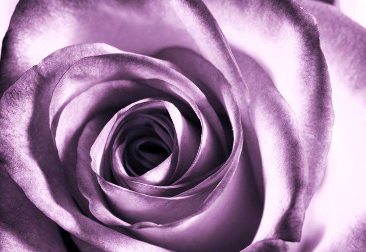 Samolepilne stenske Fototapeta Purple rose SW028-Life-decor.si