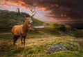 Samolepilne stenske Fototapeta Red deer II SW292-Life-decor.si