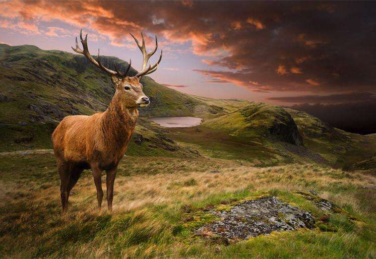 Samolepilne stenske Fototapeta Red deer II SW292-Life-decor.si
