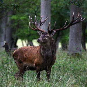 Samolepilne stenske Fototapeta Red deer SW291-Life-decor.si