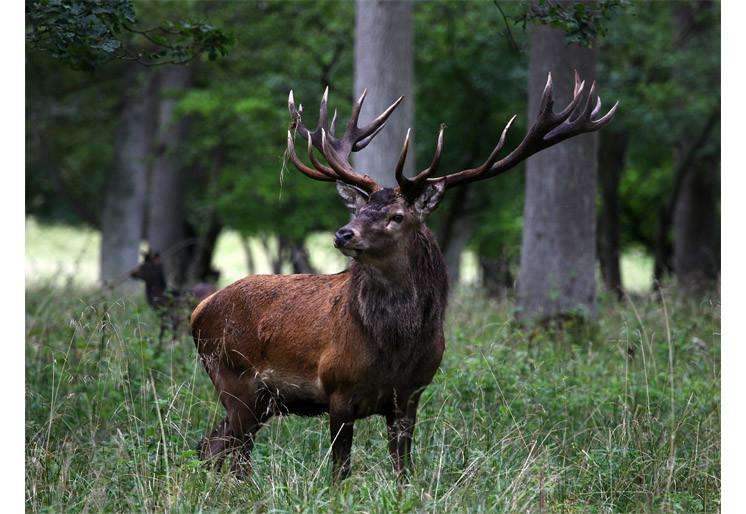 Samolepilne stenske Fototapeta Red deer SW291-Life-decor.si