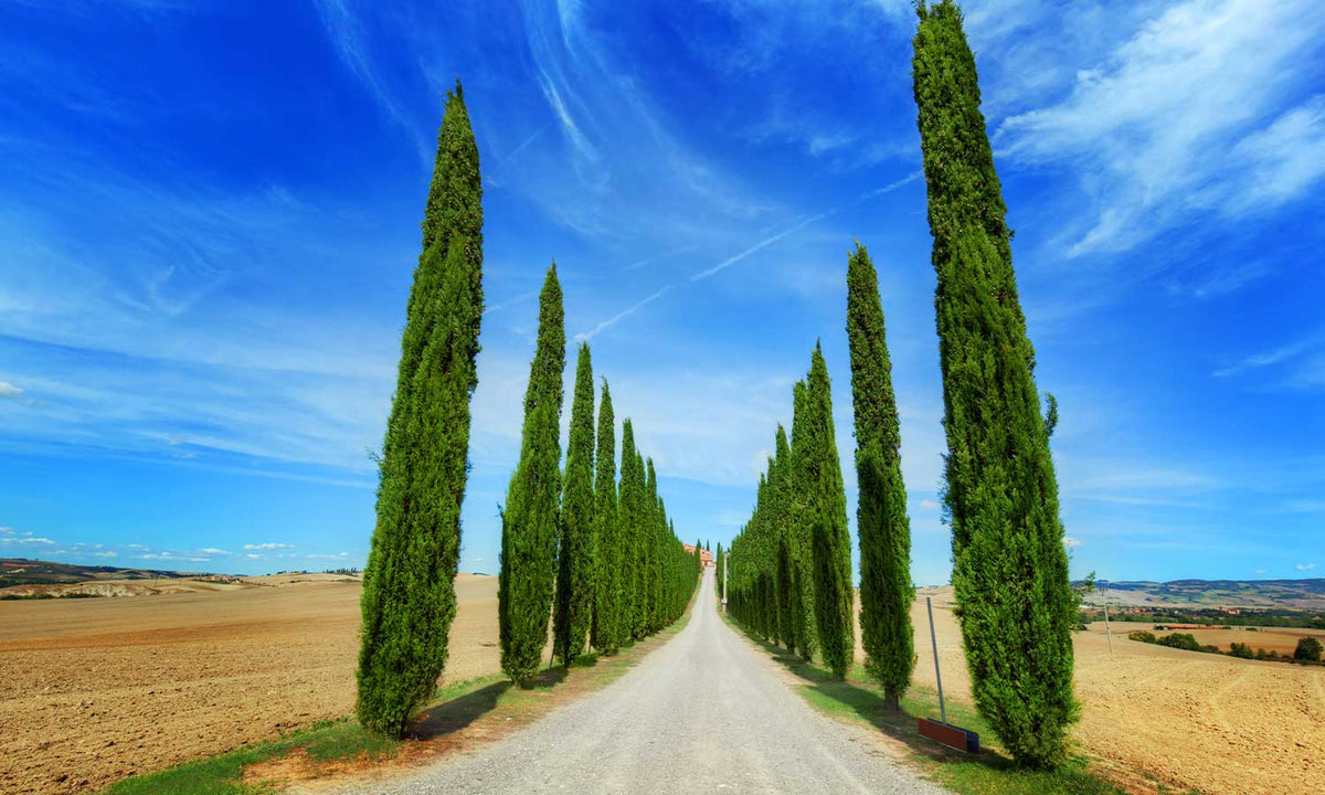 Samolepilne stenske Fototapeta Road in Tuscany - SW514-Life-decor.si