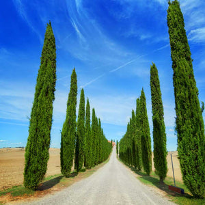 Samolepilne stenske Fototapeta Road in Tuscany - SW514-Life-decor.si