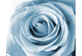Samolepilne stenske Fototapeta Rose SW256-Life-decor.si