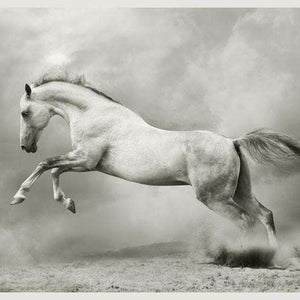 Samolepilne stenske Fototapeta Silver-white stallion SW052-Life-decor.si