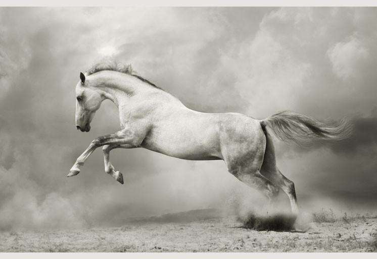 Samolepilne stenske Fototapeta Silver-white stallion SW052-Life-decor.si