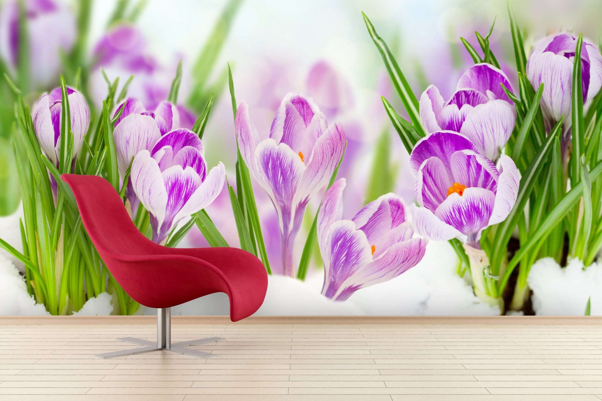 Samolepilne stenske Fototapeta Spring crocuses SW075-Life-decor.si