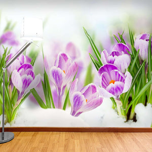 Samolepilne stenske Fototapeta Spring crocuses SW075-Life-decor.si