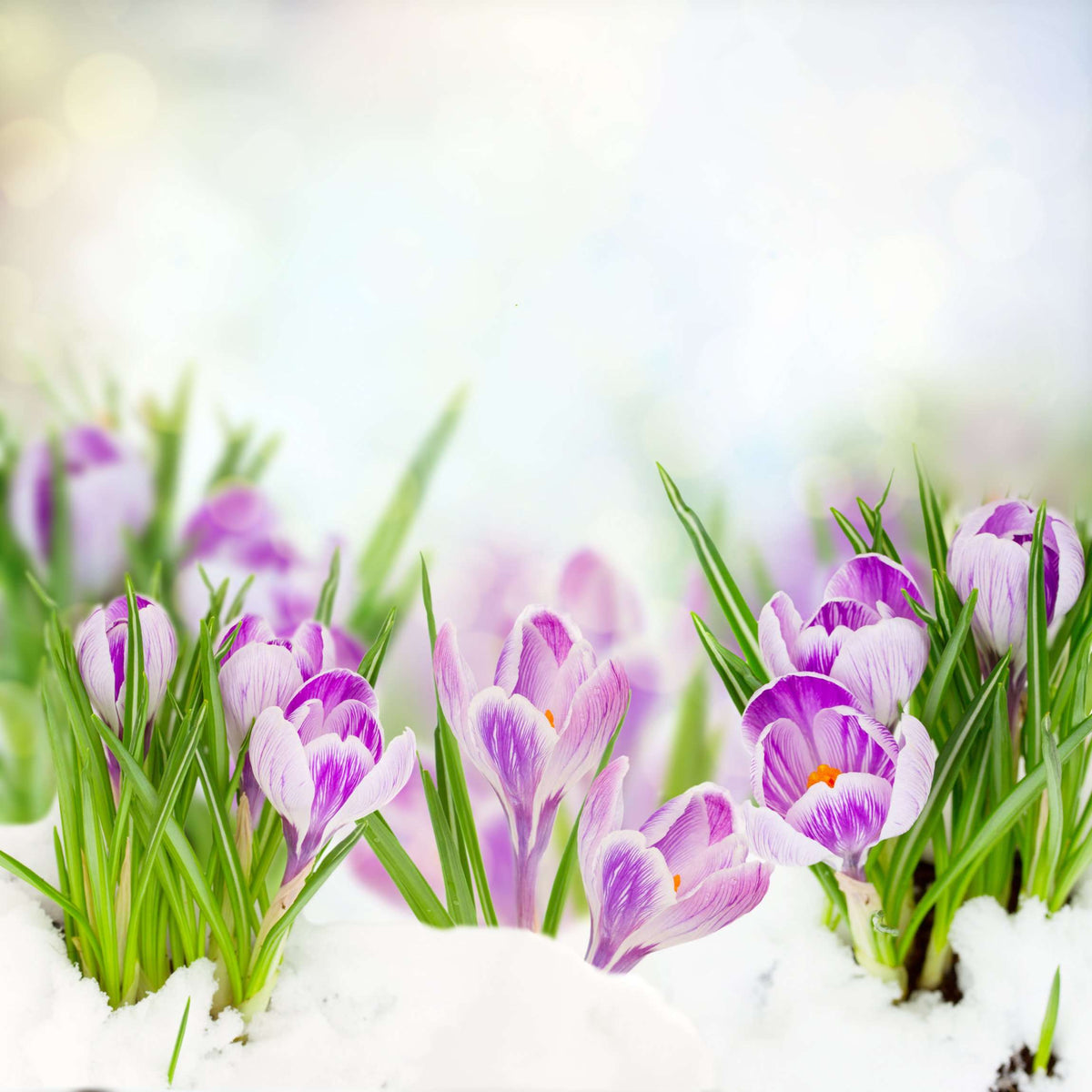 Samolepilne stenske Fototapeta Spring crocuses SW075-Life-decor.si