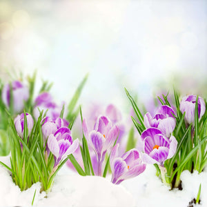 Samolepilne stenske Fototapeta Spring crocuses SW075-Life-decor.si