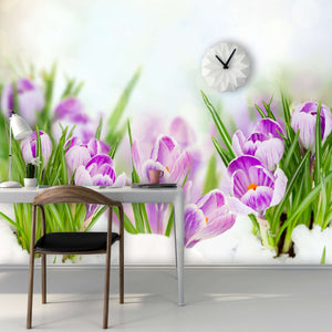 Samolepilne stenske Fototapeta Spring crocuses SW075-Life-decor.si