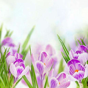 Samolepilne stenske Fototapeta Spring crocuses SW075-Life-decor.si