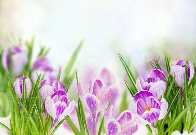 Samolepilne stenske Fototapeta Spring crocuses SW075-Life-decor.si