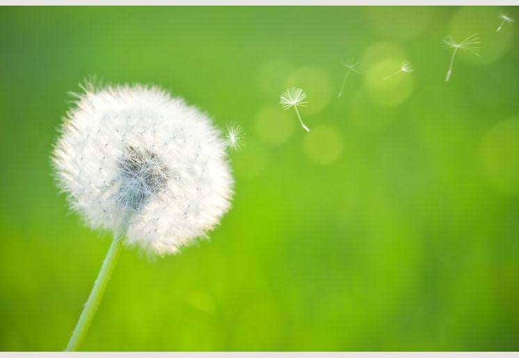 Samolepilne stenske Fototapeta Spring dandelion SW072-Life-decor.si