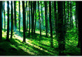 Samolepilne stenske Fototapeta Sunshine in the green forest SW127-Life-decor.si