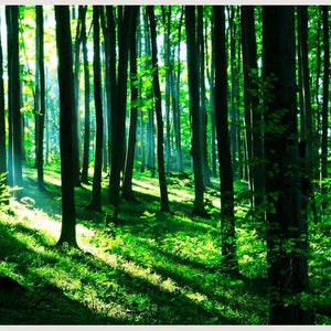 Samolepilne stenske Fototapeta Sunshine in the green forest SW127-Life-decor.si