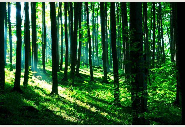 Samolepilne stenske Fototapeta Sunshine in the green forest SW127-Life-decor.si