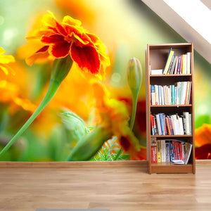 Samolepilne stenske Fototapeta Tagetes Marigold Flower SW098-Life-decor.si