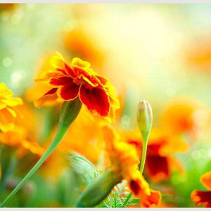 Samolepilne stenske Fototapeta Tagetes Marigold Flower SW098-Life-decor.si