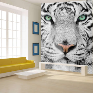 Samolepilne stenske Fototapeta Tiger SW056-Life-decor.si