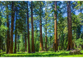 Samolepilne stenske Fototapeta Tree in the forest SW372-Life-decor.si