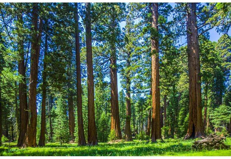 Samolepilne stenske Fototapeta Tree in the forest SW372-Life-decor.si