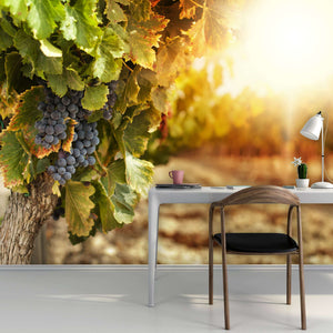 Samolepilne stenske Fototapeta Vineyards at sunset SW178-Life-decor.si