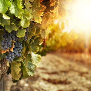 Samolepilne stenske Fototapeta Vineyards at sunset SW178-Life-decor.si