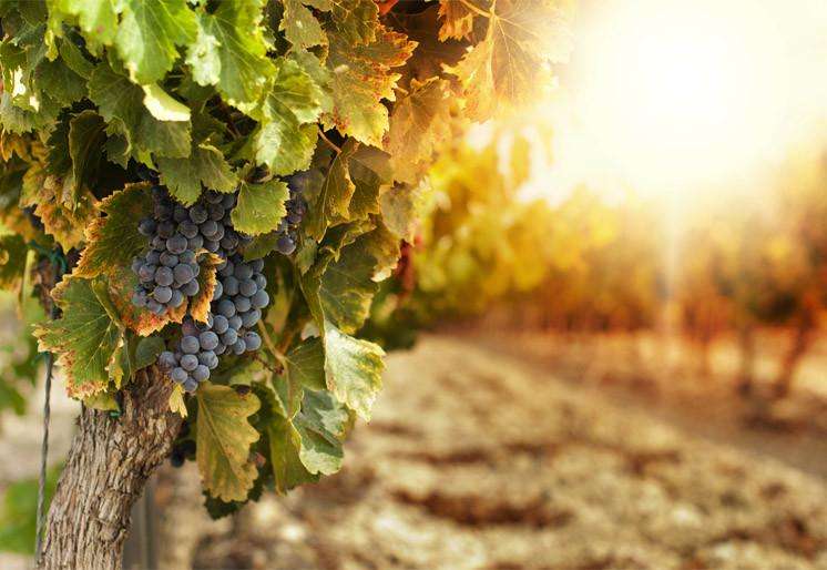 Samolepilne stenske Fototapeta Vineyards at sunset SW178-Life-decor.si