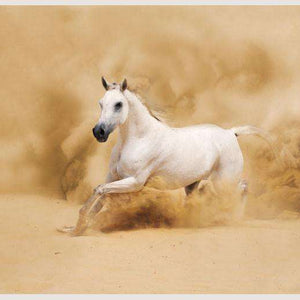 Samolepilne stenske Fototapeta White arabian horse SW044-Life-decor.si