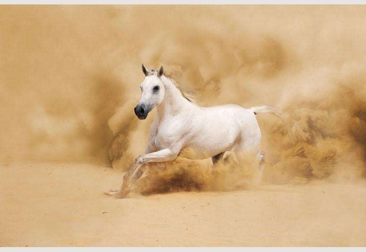 Samolepilne stenske Fototapeta White arabian horse SW044-Life-decor.si