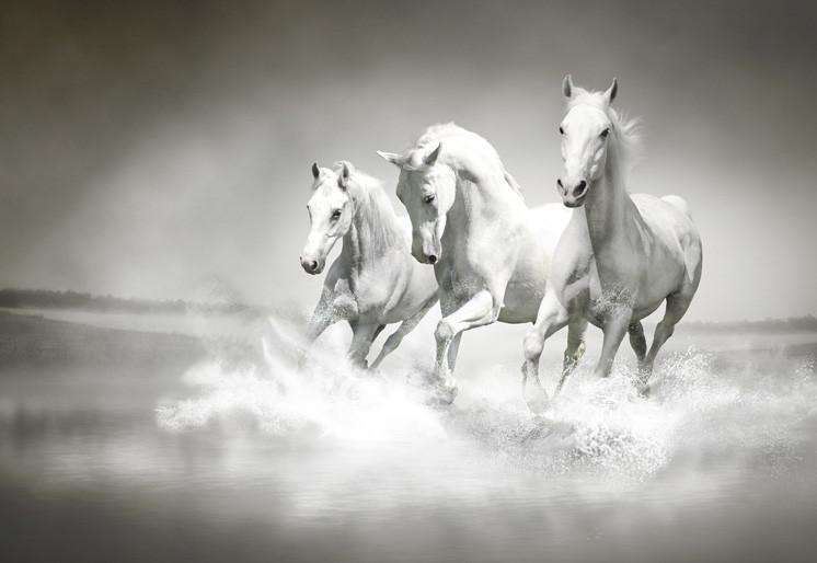 Samolepilne stenske Fototapeta White horses SW020-Life-decor.si