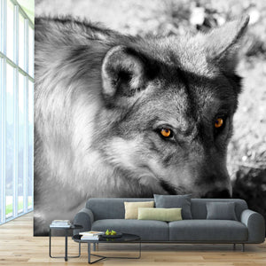 Samolepilne stenske Fototapeta Wolf look SW058-Life-decor.si