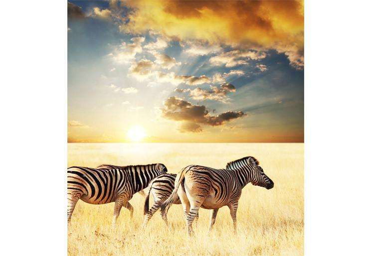 Samolepilne stenske Fototapeta Zebra SW317-Life-decor.si