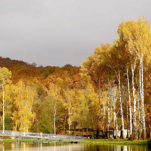 Samolepilne stenske Fototapeta Žuta Šuma - SW500-Life-decor.si