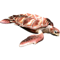 Sea Turtle nalepke, samolepilne - AUR098-Life-decor.si