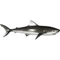 Shark nalepke, samolepilne - AUR099-Life-decor.si