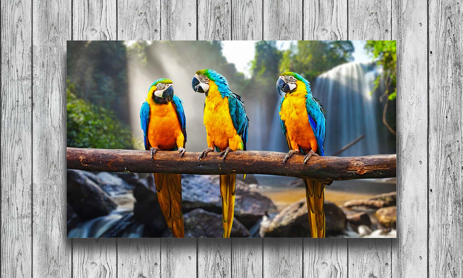 Slika za na steno Blue-and-Yellow Macaw - AP138-Life-decor.si