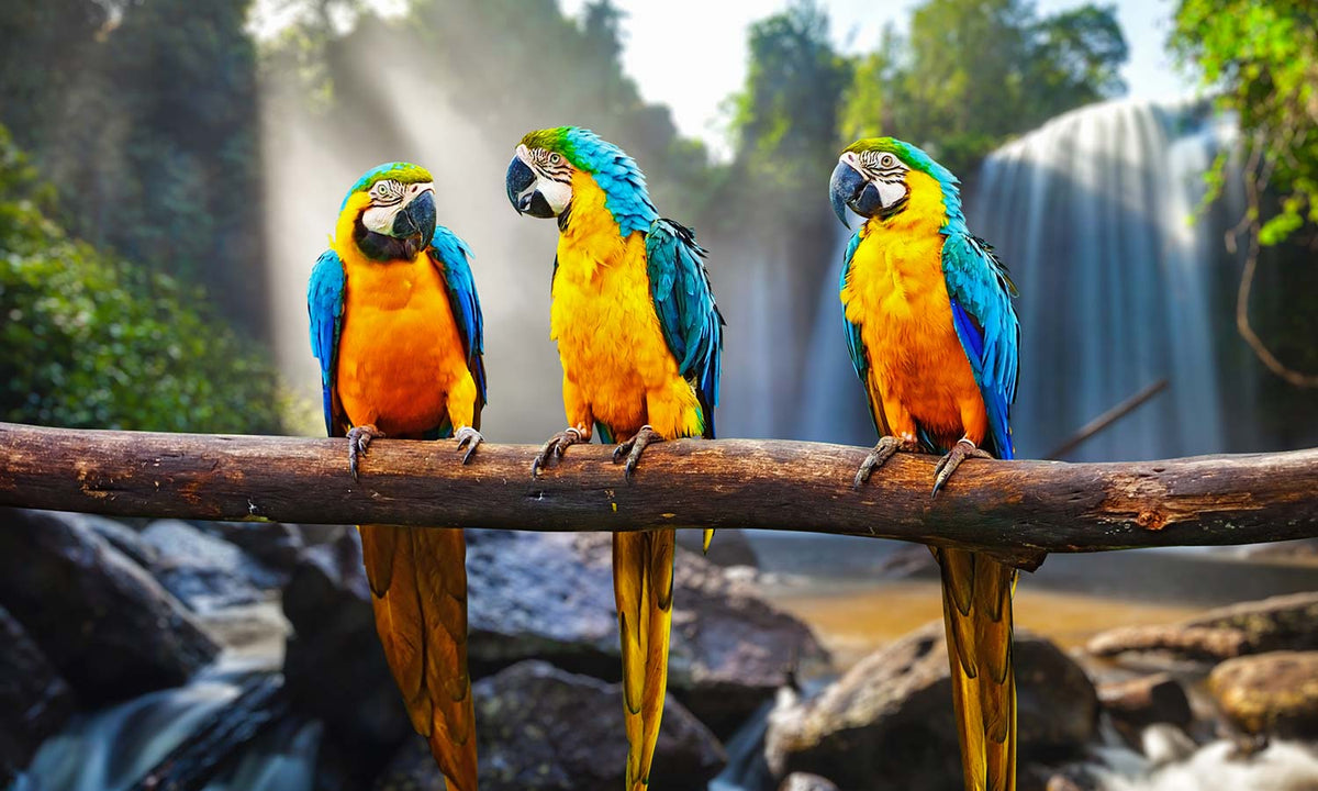 Slika za na steno Blue-and-Yellow Macaw - AP138-Life-decor.si