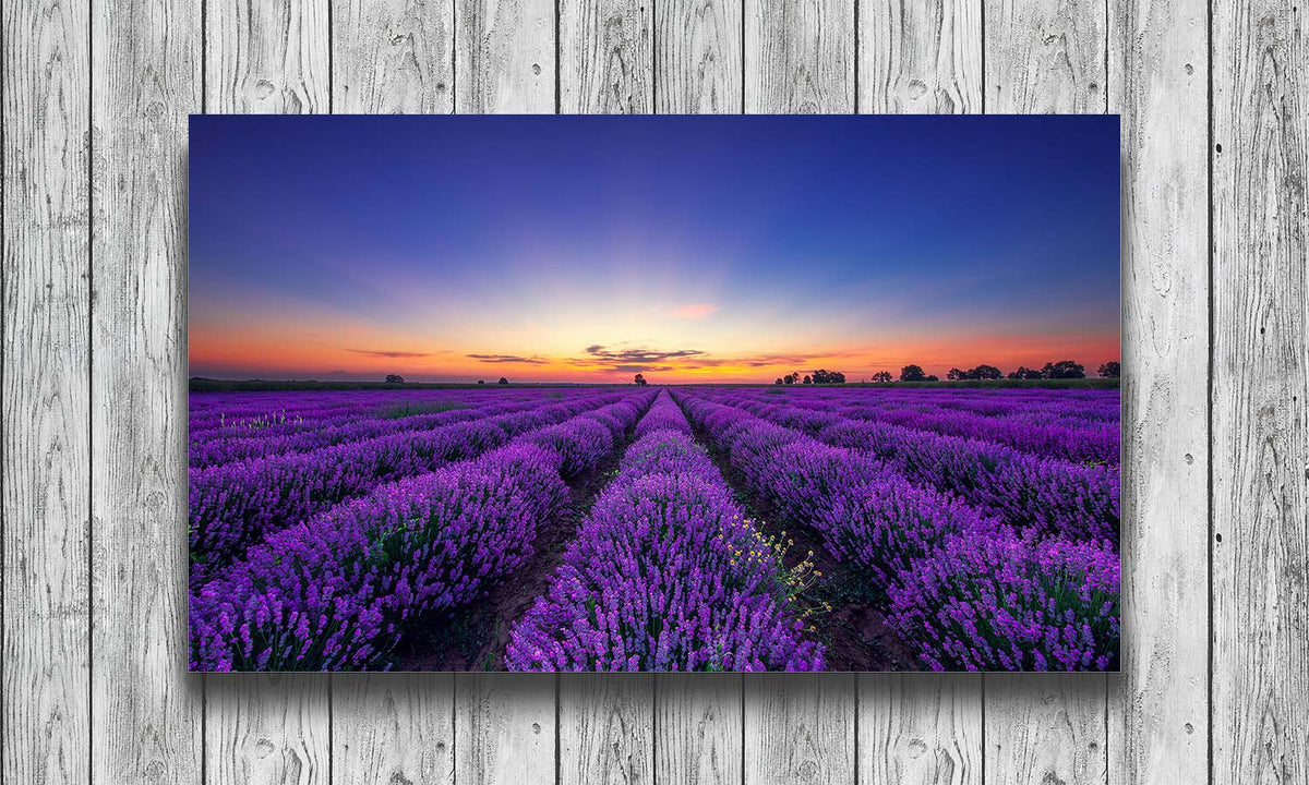 Slika za na steno Lavender flower - AP139-Life-decor.si