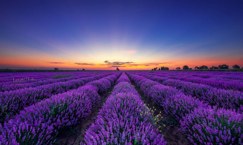Slika za na steno Lavender flower - AP139-Life-decor.si