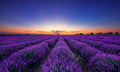 Slika za na steno Lavender flower - AP139-Life-decor.si