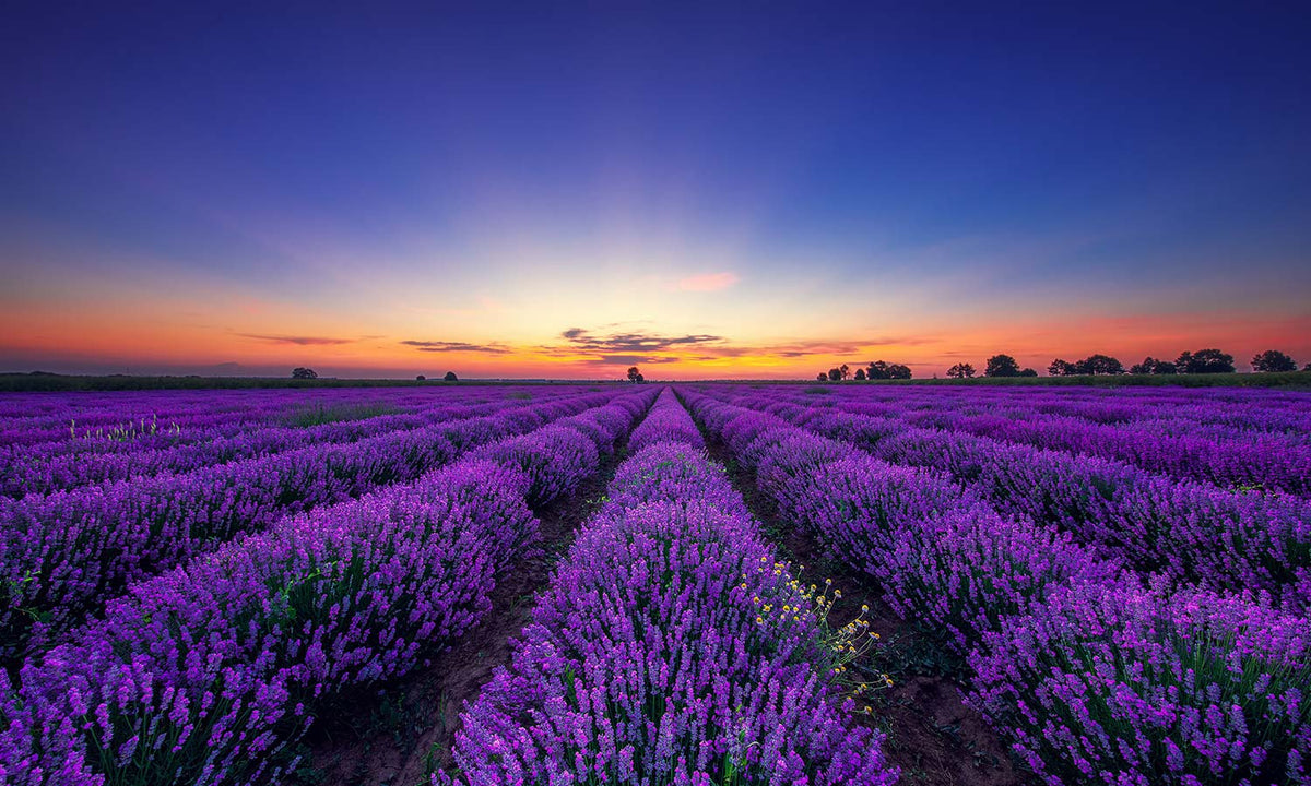 Slika za na steno Lavender flower - AP139-Life-decor.si