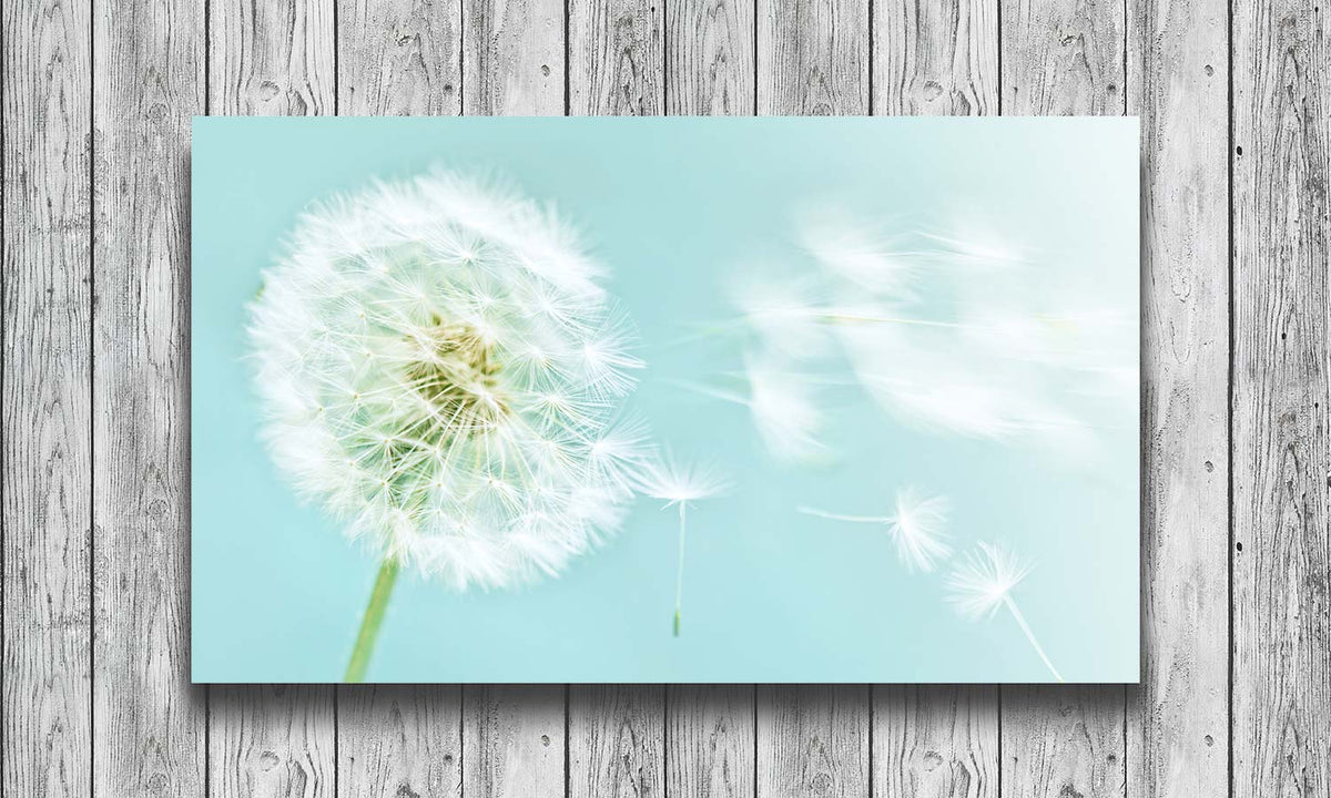 Slika za na steno Maslačak - AP185-Life-decor.si