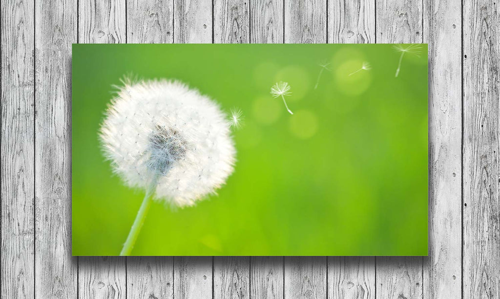 Slika za na steno Maslačak, stenska poslikava za dnevnu ili spavaću sobu, AP201-Life-decor.si