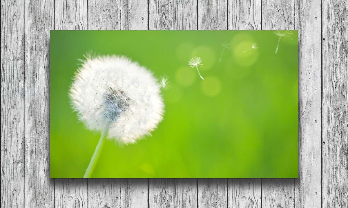 Slika za na steno Maslačak, stenska poslikava za dnevnu ili spavaću sobu, AP201-Life-decor.si
