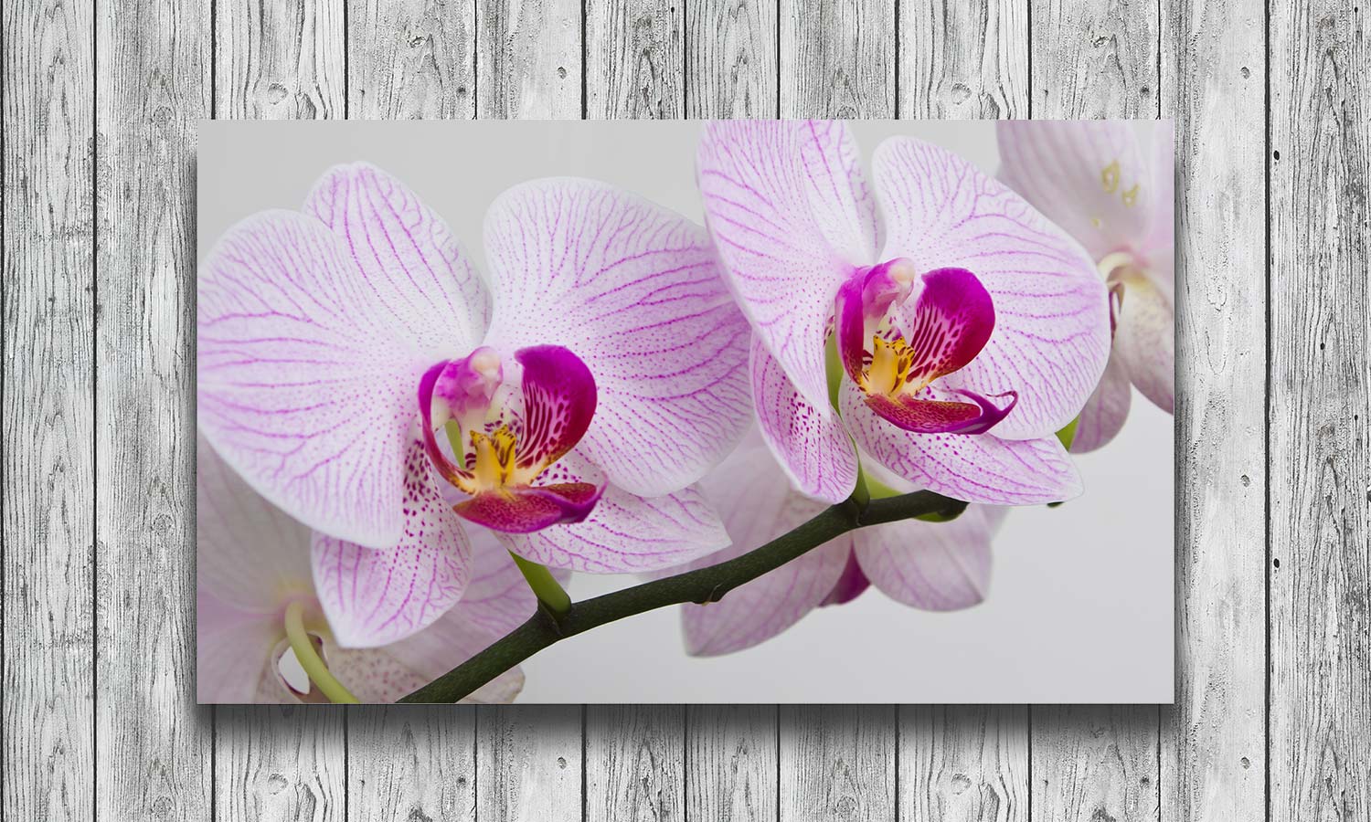 Slika za na steno Orchids- AP190-Life-decor.si