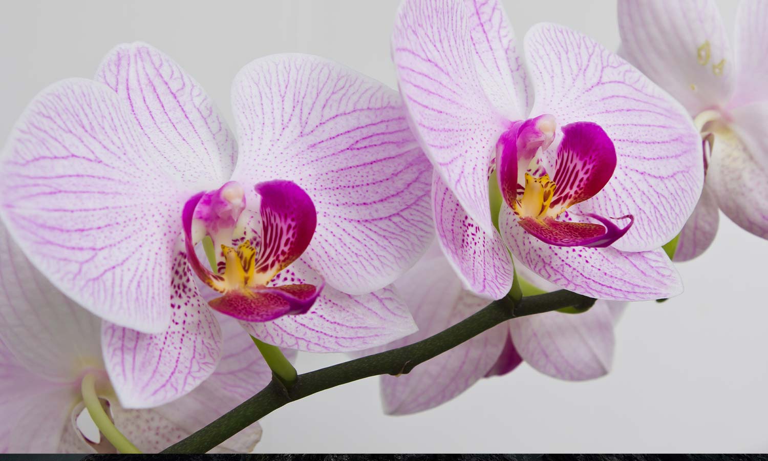 Slika za na steno Orchids- AP190-Life-decor.si