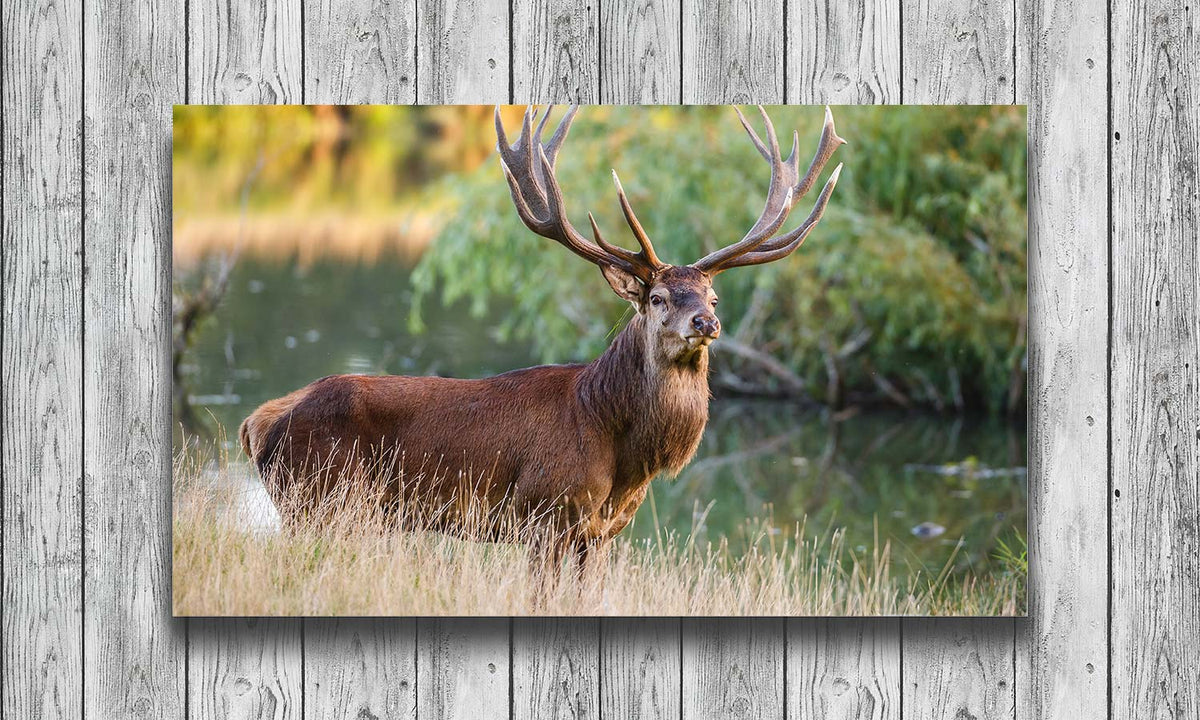 Slika za na steno Red deer stag - AP134-Life-decor.si