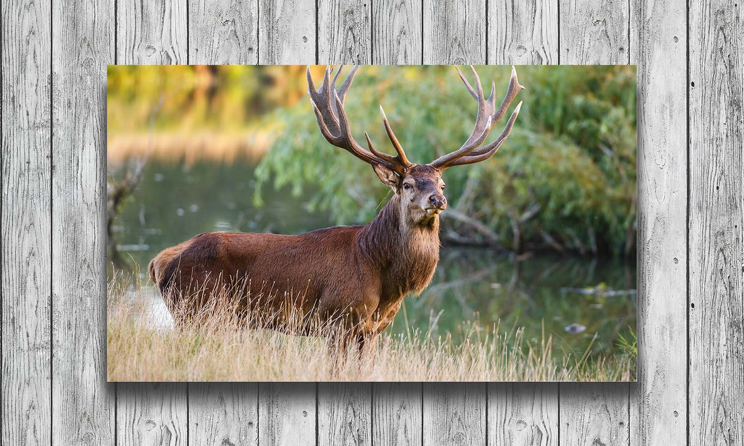 Slika za na steno Red deer stag - AP134-Life-decor.si